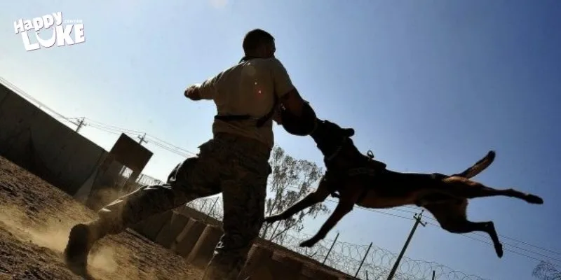 Nằm Mơ Thấy Chó Cắn Vào Chân Đánh Số Gì Để Thắng Lớn? 5 Giải mã nằm ngủ thấy chó cắn