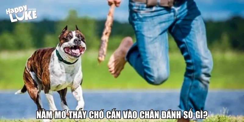 Nằm Mơ Thấy Chó Cắn Vào Chân Đánh Số Gì Để Thắng Lớn? 6 Nằm mơ thấy chó cắn vào chân đánh số gì?
